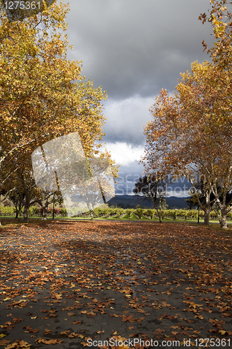 Image of Autumn Trees