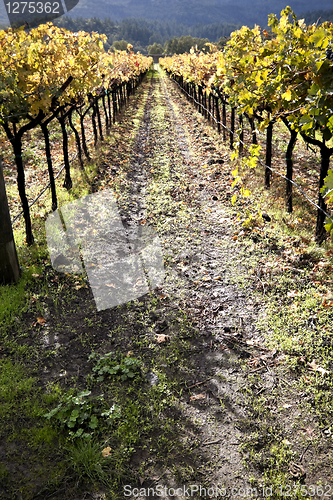 Image of Vineyard Path