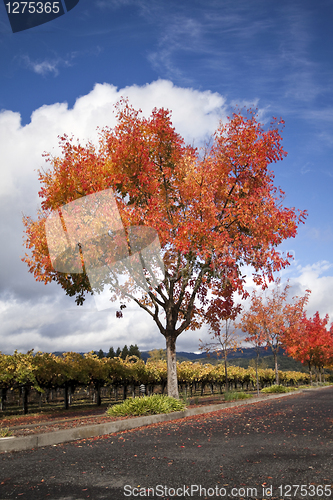 Image of Autumn Tree