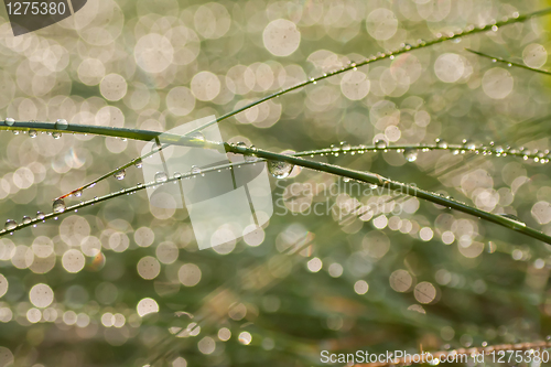 Image of drops and reflexes