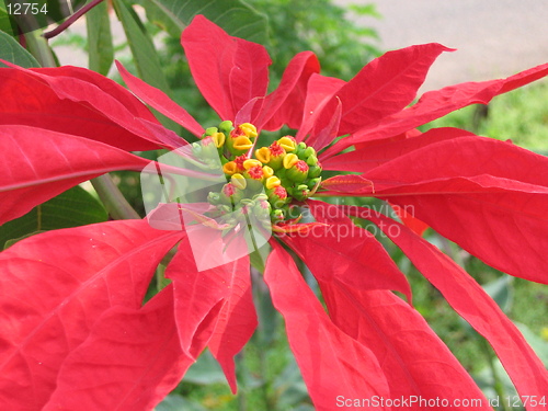 Image of Poinsettia