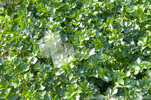 Image of Celery
