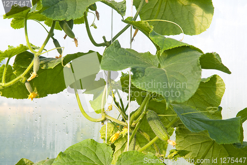 Image of Cucumbers