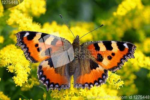 Image of Small tortoiseshell, Aglais urticae