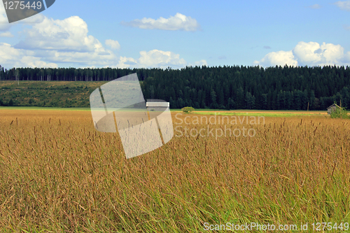 Image of Field of Timothy grass, Phleum pratense