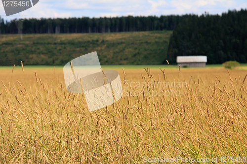 Image of Field of Timothy grass rural landscape