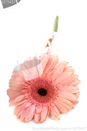 Image of Pink gerbera