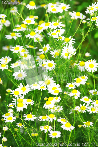 Image of Green grass with daisy flowers