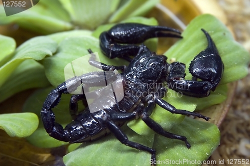 Image of Scorpion