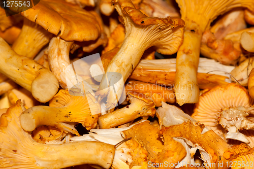 Image of Chanterelles