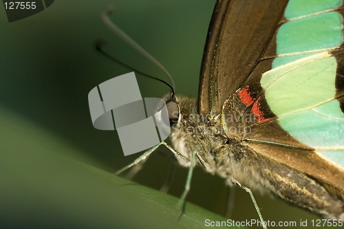 Image of Butterfly