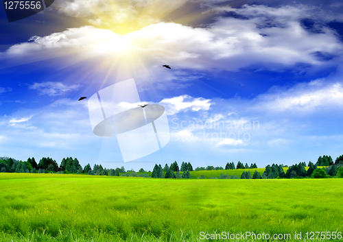 Image of Beautiful field