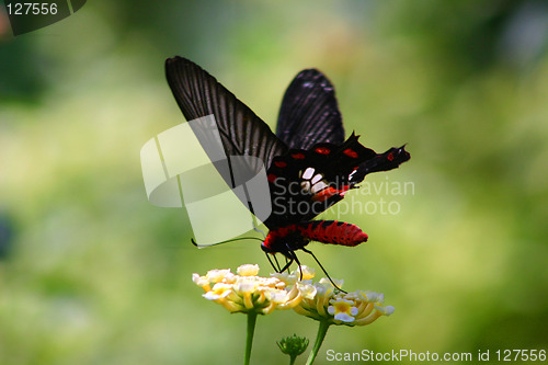 Image of Butterfly