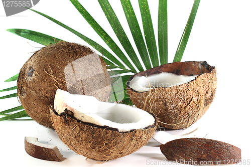 Image of Coconut