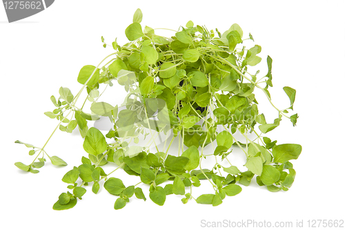 Image of Oregano