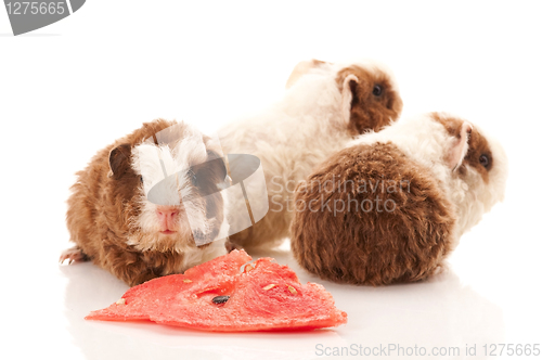 Image of baby guinea pig