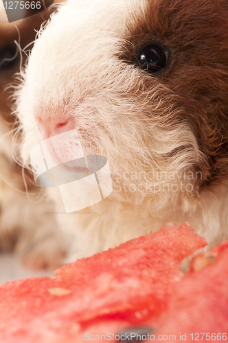 Image of baby guinea pig