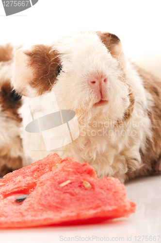 Image of baby guinea pig