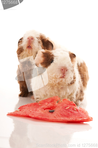 Image of baby guinea pig