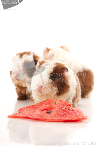 Image of baby guinea pig