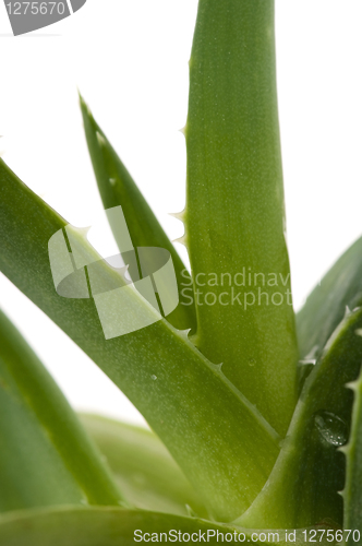 Image of Aloe vera - herbal medicine 