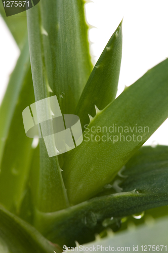 Image of Aloe vera - herbal medicine 