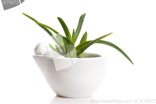 Image of Aloe vera - herbal medicine 