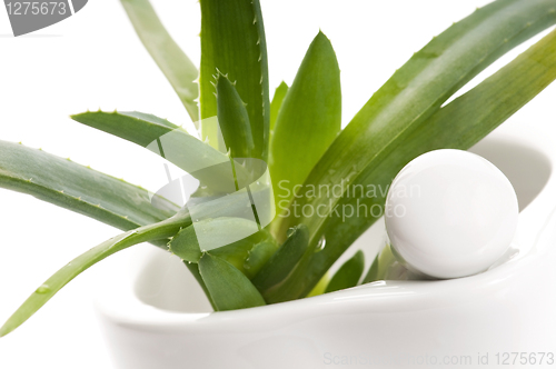 Image of Aloe vera - herbal medicine 