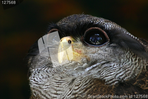 Image of Owl