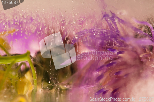 Image of Frozen flowers. blossoms in the ice cube