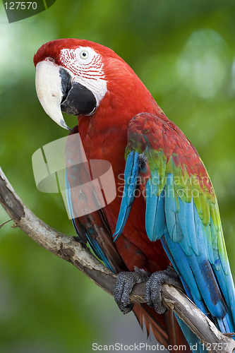 Image of Parrot