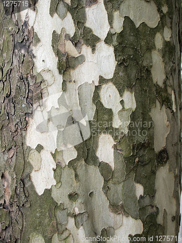 Image of Tree bark