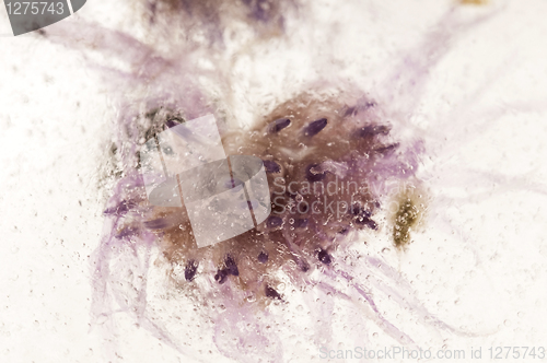 Image of Frozen flowers. blossoms in the ice cube