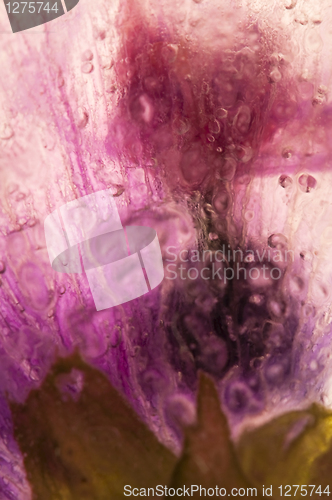 Image of Frozen flowers. blossoms in the ice cube