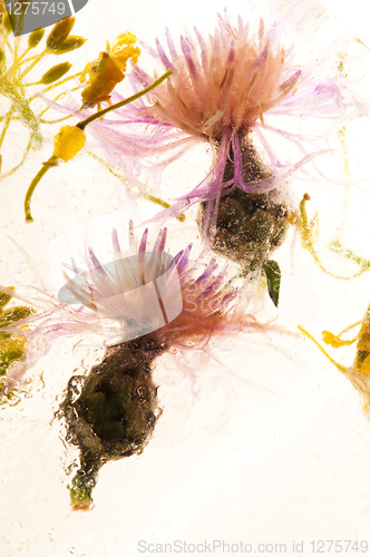 Image of Frozen flowers. blossoms in the ice cube