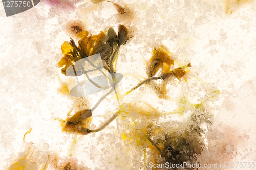 Image of Frozen flowers. blossoms in the ice cube