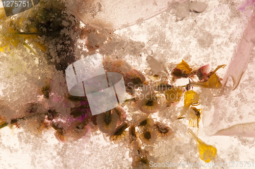 Image of Frozen flowers. blossoms in the ice cube