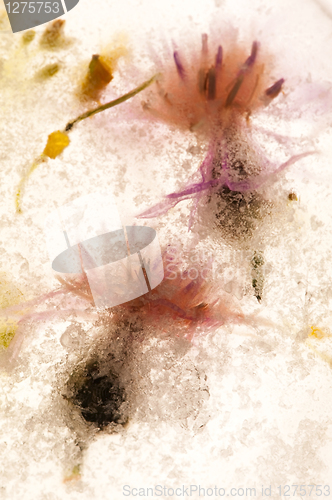 Image of Frozen flowers. blossoms in the ice cube