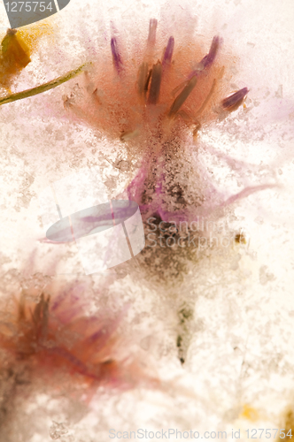 Image of Frozen flowers. blossoms in the ice cube