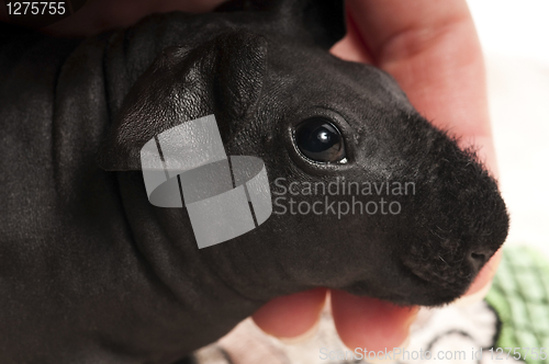 Image of skinny guinea pig