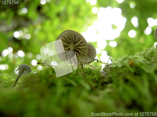 Image of Mushrooms on moss