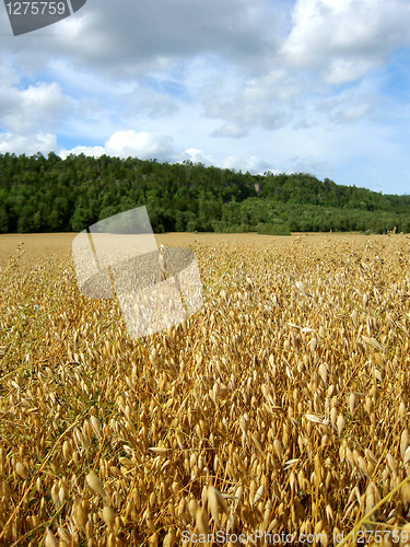 Image of Oatfield in late summer