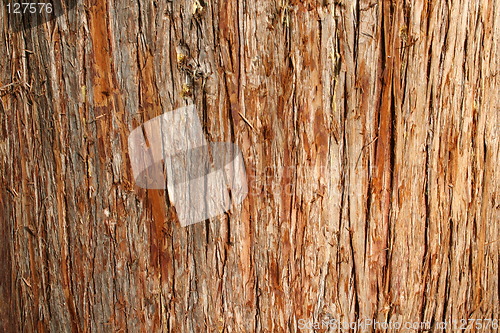 Image of Cedar Bark