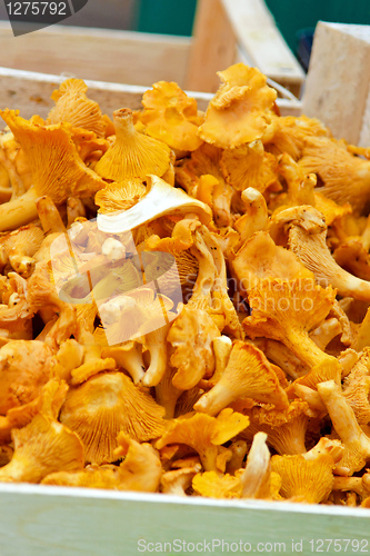 Image of Chanterelles