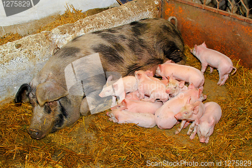 Image of Piglets sucking