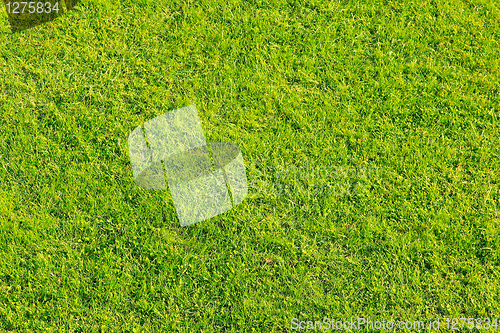 Image of Green grass