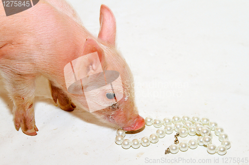 Image of Pearls before piglet