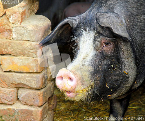 Image of Black pig