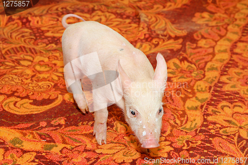 Image of Piglet at blanket