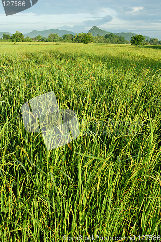 Image of Paddy field